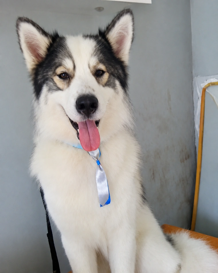Husky con su collar, listo para volver a casa