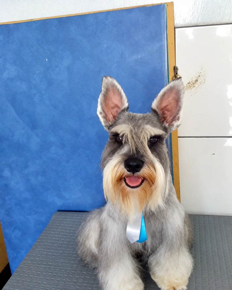 Schnauzer recién peluqueado sobre la mesa de grooming