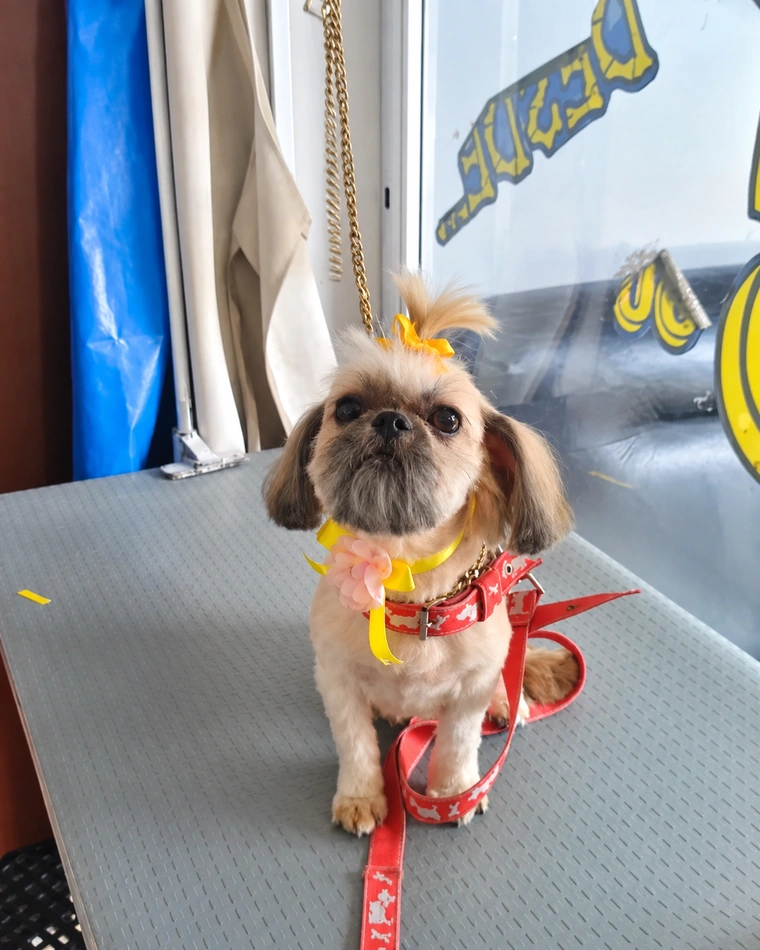 Shih tzu con moño tras su baño