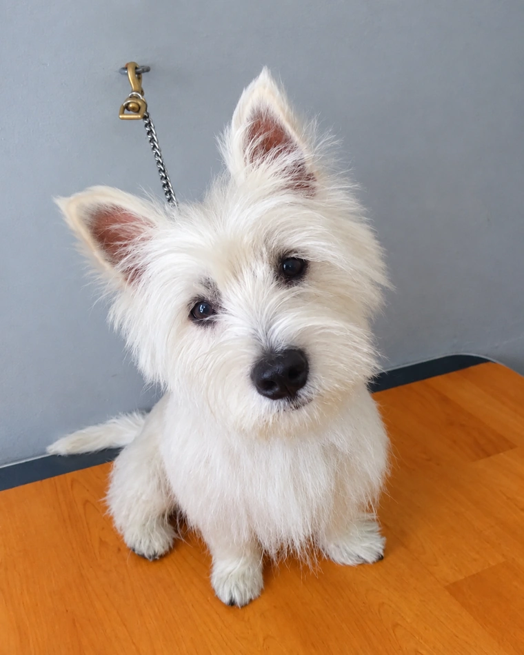 Perrito blanco después de su baño y corte