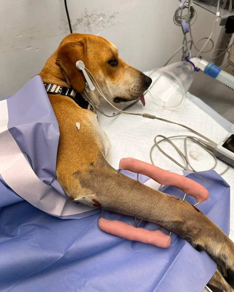 Perro recuperándose con suero tras su procedimiento